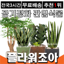 플라워조아 관엽식물화분 공기정화식물, 2. 금전수, 1개