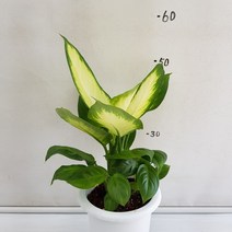온누리농원 마리안느, 1개