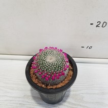 온누리농원 옹옥, 1개