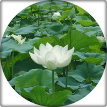 행복한정원 홍련 연꽃, 1개