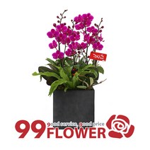 (주)99플라워 New 디자인 서양란 만천홍[ST-H424]전국당일꽃배달, 1개