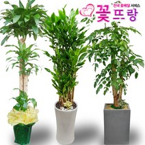 녹보수(대박나무) 공기정화식물 관엽식물 전국꽃배달서비스 개업화분/축하선물, B03 가지마루분재, 1개