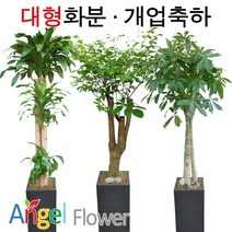 엔젤플라워 초특가 특대형화분 대박나무 행운목 전국당일꽃배달, A10 펜다쌍대, 1개