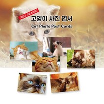 모두카피 동물엽서 캐릭터엽서 봉투포함 50장set AM-05, 칼라봉투(초록50장set-장당150원)