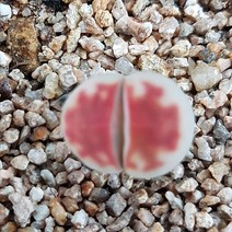 트리앤 리톱스 c-223 karasmontana 1개