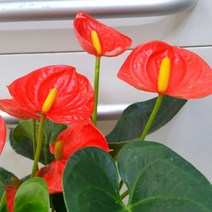 [용이네 화원] 안시리움 Small Orange 129 화원 농원, 1개