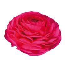 우리화훼종묘(주) 추식구근- 라넌큘러스 핫핑크, 2개