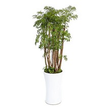 플라워리퍼블릭 폴리셔스3 관엽식물 실내화초 축하화분 실내식물