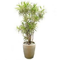 플라워리퍼블릭 송오브인디아 관엽식물 실내화초 축하화분 실내식물