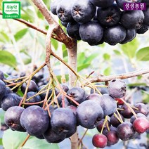 생생아로니아농원 아로니아생과 10kg, 1박스