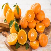 맛있는 제주 감귤 밀감, 10kg 로얄과(S~M과), 1박스