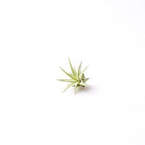 블룸 이오난사 초미니, 1개