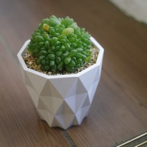 퍼니팬시 옵튜사 화이트 심플 패턴 다육 화분