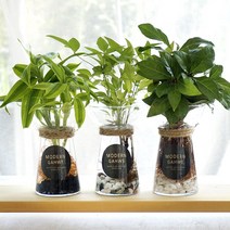 가훼하우스 [천연가습기 습도조절]성화수경재배, 홍페페/오색자갈