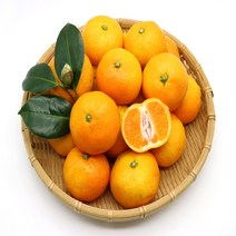 상큼한 제주 감귤, 1박스, 10kg 로얄과(S~M과)