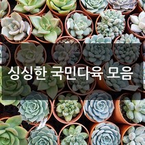제이팟다육 예쁜 국민 다육이 다육식물 200종류, B35. 옵튜샤, 1개
