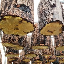 장현식품 경북 고령에서 키운 참나무 상황버섯, 1봉, 250g