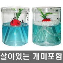 개미집+워크북+ 살아있는 개미포함-개미키우기 세트/앤트빌/곤충키우기, 1세트