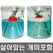 개미키우기키트 가격검색