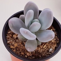 홍미인다육, 1개