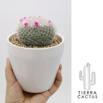 *티에라선인장* 핑크꽃 피우는 하얀가시 옹옥 선인장, 화이트 세라믹(받침있음)
