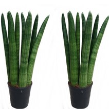 트리앤 1+1 산세베리아 스투키, 03.1+1 일자형 20cm-7촉이상 1개