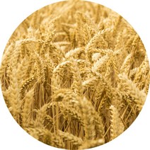 진도허브 국내산 새싹발아분말 보리 밀 현미 검은콩 옥수수 팥, 발아밀분말 300g(실속 지퍼백)