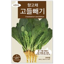 청농종묘 더덕 씨앗 1500립 더덕씨앗 더덕씨 산나물 씨, 15_고들빼기(3000립 )