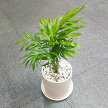 꽃피우는청년 새집증후군 미세먼지 제거 실내공기정화식물 원형 화이트 화분 (무광), 테이블야자, 1개