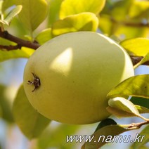 [나무인] 대실모과나무 결실주 R4, 1개