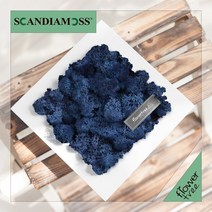 미세먼지 철벽방어! 실내공기정화식물 스칸디아모스 모음 천연이끼, 21.정사각스칸디아액자set 20cmP-클래식블루