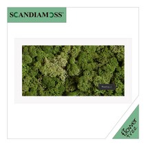 미세먼지 철벽방어! 실내공기정화식물 스칸디아모스 모음 천연이끼, 25.직사각스칸디아액자set 30cmP-모스그린