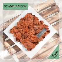 미세먼지 철벽방어! 실내공기정화식물 스칸디아모스 모음 천연이끼, 21.정사각스칸디아액자set 20cmP-망고