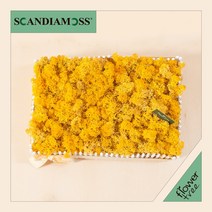 미세먼지 철벽방어! 실내공기정화식물 스칸디아모스 모음 천연이끼, 27.스칸디아모스정원set 30cmP-옐로우