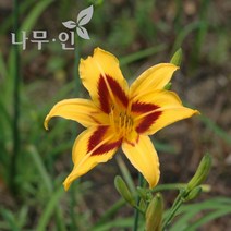 [나무인] 개량원추리 데이릴리 노랑 4그루
