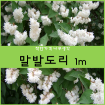 착한가격나무생각 말발도리 1m