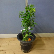 [귤나무] 한라봉 묘목 21cm 화분 (결실주)