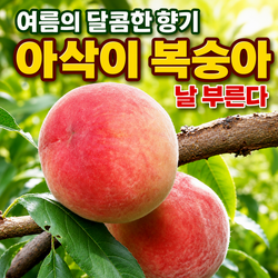 제철 딱딱이 아삭이 복숭아