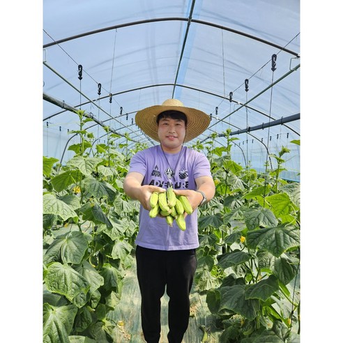 [산지직송 당일발송] 예스팜오이 백다다기 오이 오이지오이 소박이오이 양주오이 오이 피클오이 2kg, 5kg, 1박스, 5kg