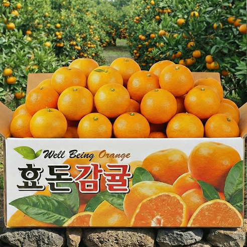 제주 서귀포 효돈 제철감귤