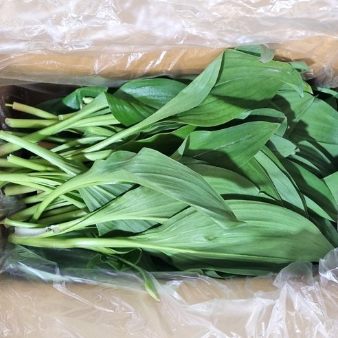 클릭마켓 국내산 명이나물 산나물, 1개, 1kg