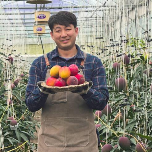 [한정수량 추가할인] 특품선별 제주애플망고, 1박스, 프리미엄3kg(11-12과)