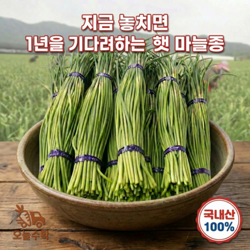 *특가* 오늘수확 2026년 햇 마늘종 1kg 2kg 4kg 산지직송 국산 장아찌용 마늘쫑(특품), 1박스, 2키로