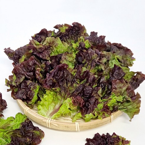국내산 울팜 꽃상추 적상추, 1개, 4kg