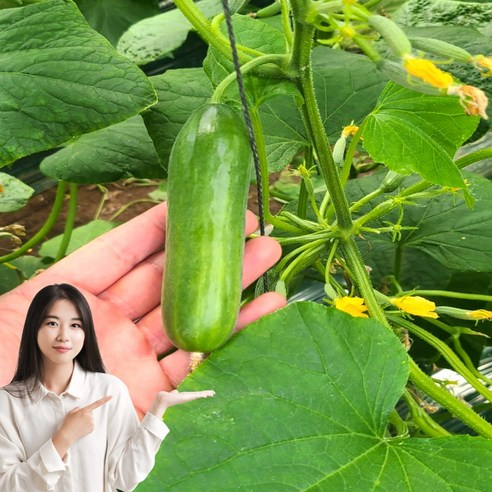 특가 청담농수산 미니오이 스낵오이, 1개, 1kg (정품)