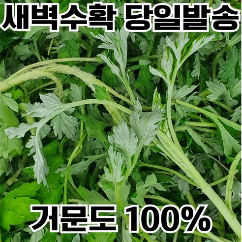 [하루50박스만] 거문도 해풍쑥 국산 쑥 생쑥 햇쑥