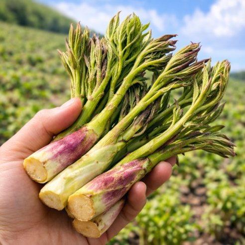[한정초특가] 산지직송 국내산 봄나물 땅두릅, 1박스, 2kg