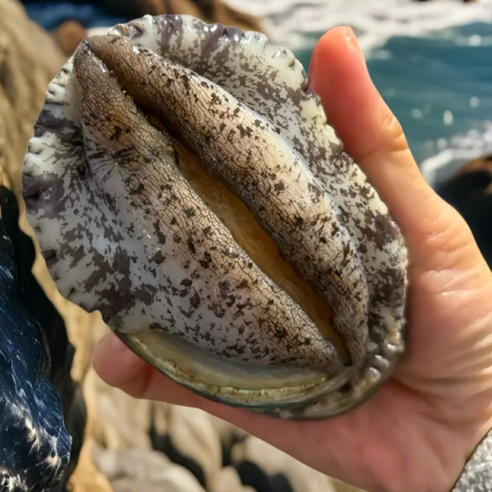 [파도스토리] 완도전복 2kg 왕특대 직거래 산지직송 산소포장 선물 세트