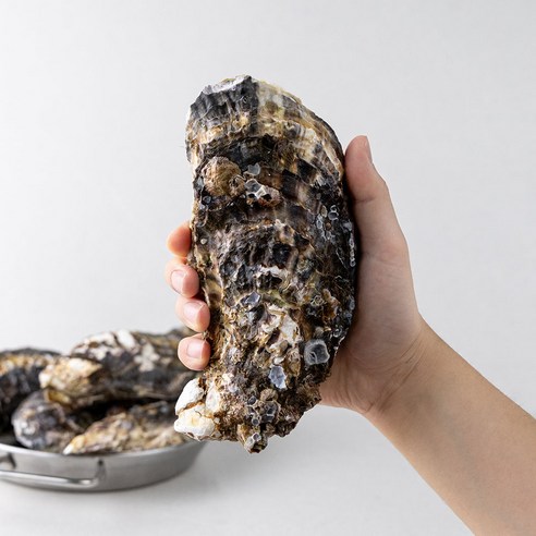 레브 당일작업 산지직송 통영 삼배체 굴 대왕굴, 1개, 8kg