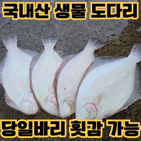 [인천수협] 생물 봄 도다리 가자미